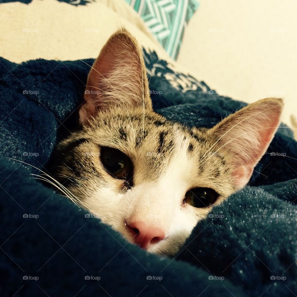 Cat in a Blanket