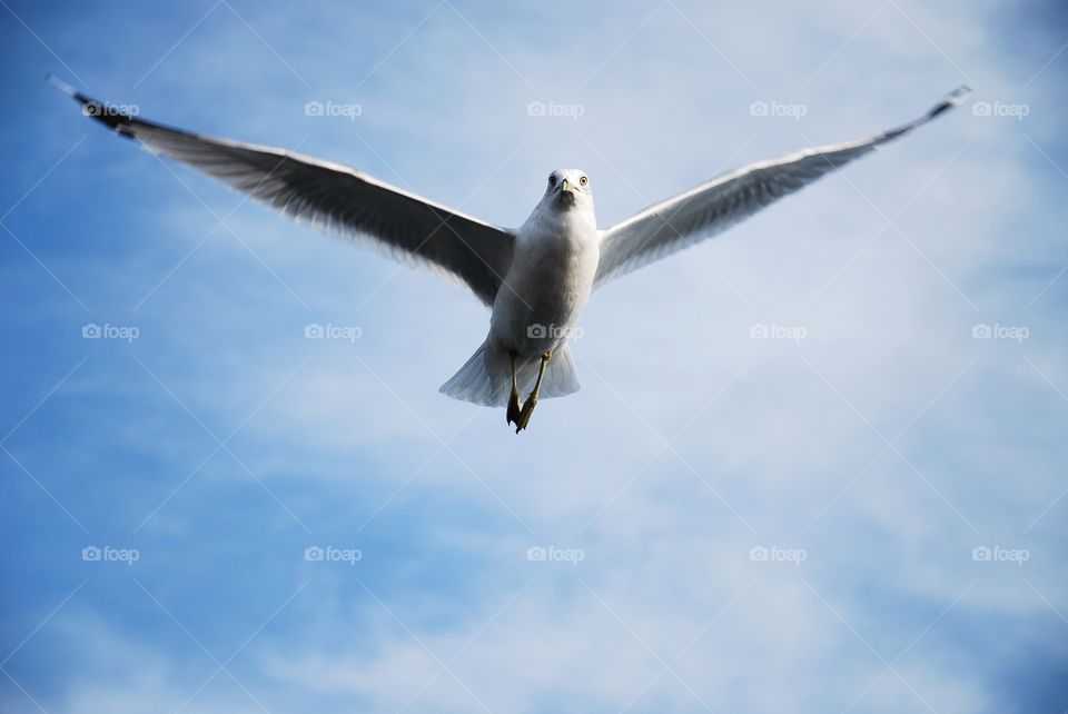 seagull fly