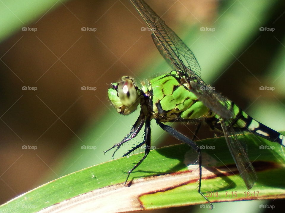 Green dragonfly on leaf against blurred green background.