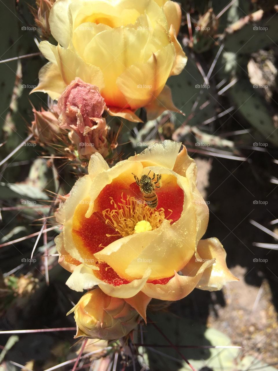 A busy bee pollinating a prickly pear cactus flower.