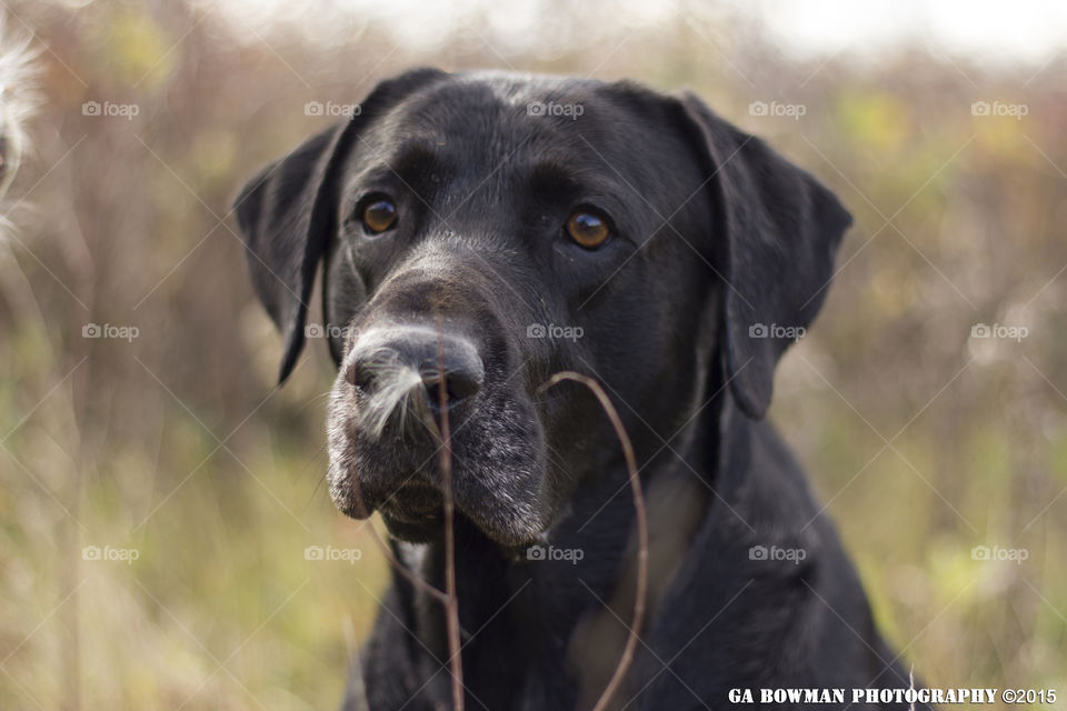 Black Labrador
