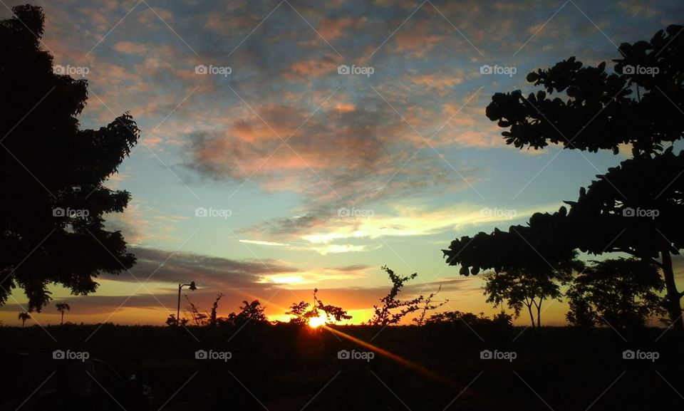 Sunset, Tree, Silhouette, Landscape, Evening