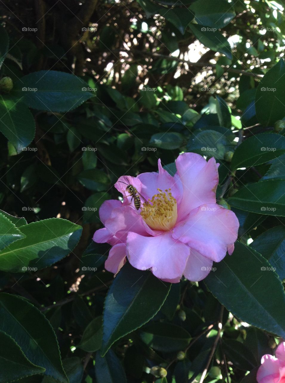 Yellow jacket on beautiful flower