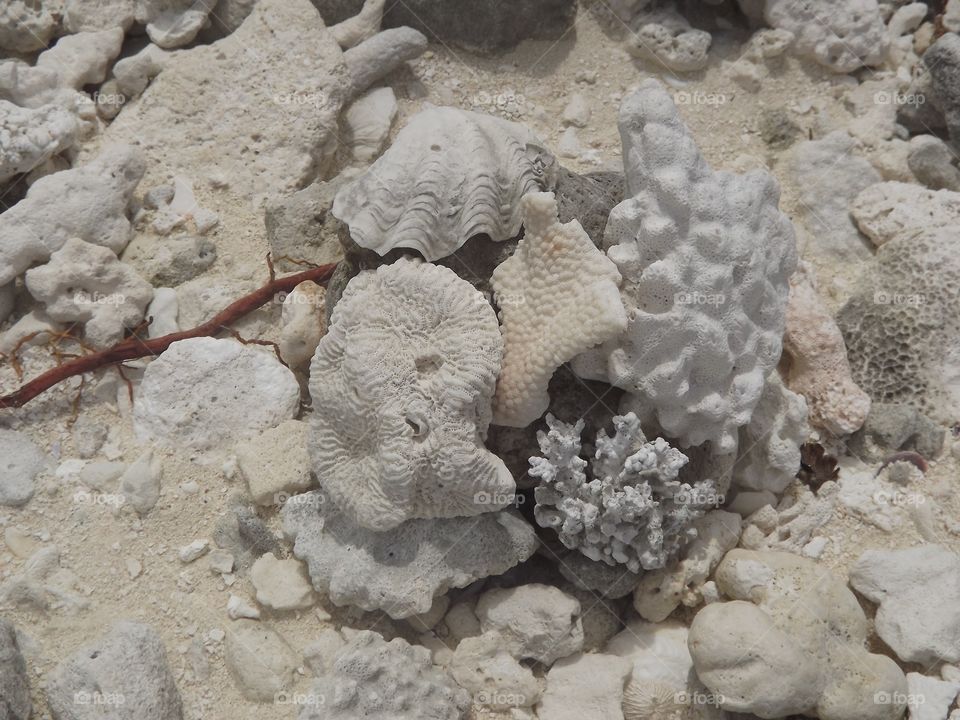 seashells in aitutaki