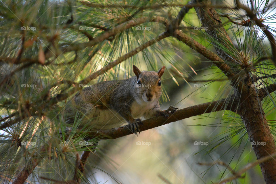 Squirrel in the Forest