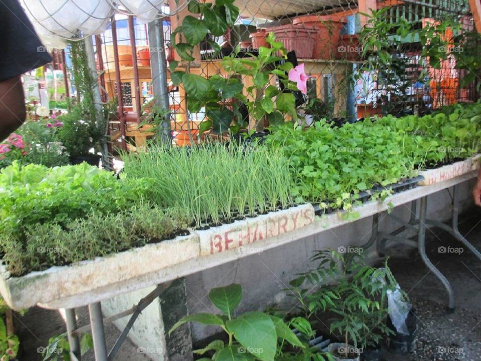 Plant seedlings on sale