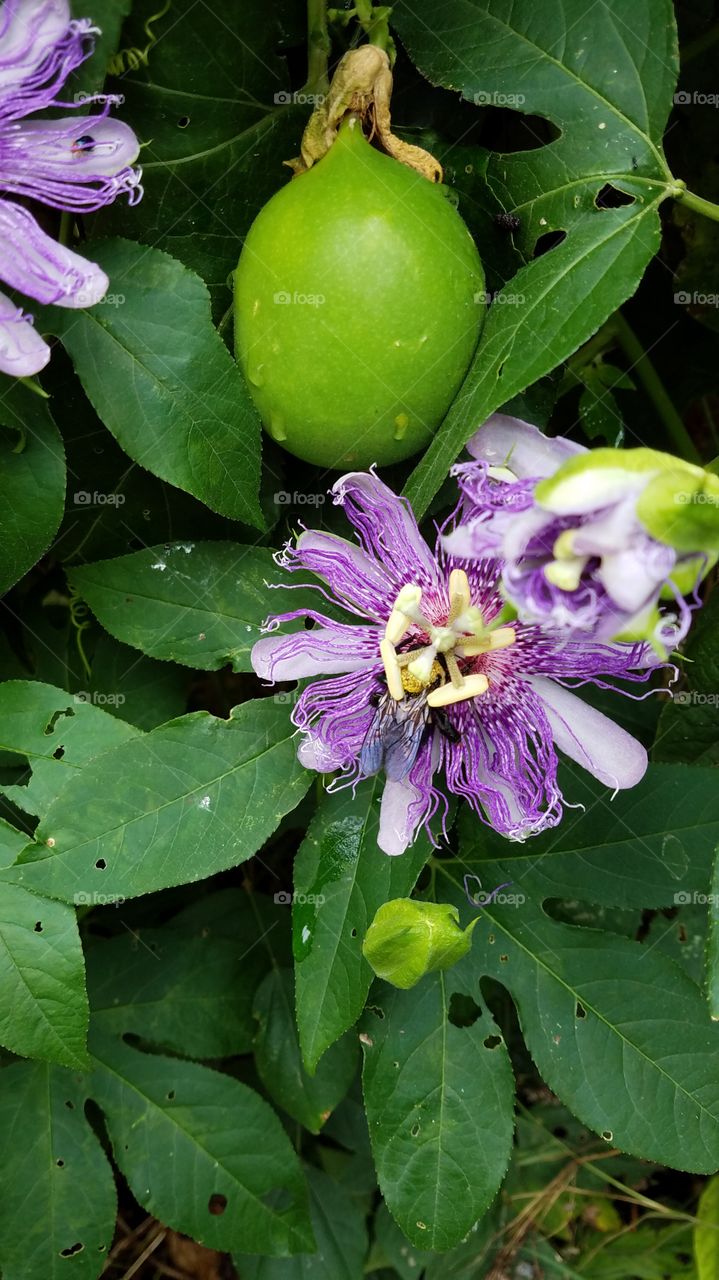 blooming purple passion flower with fruit in Tennessee