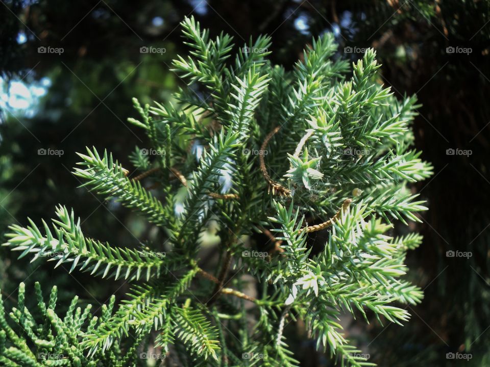 pine leaves in the morning