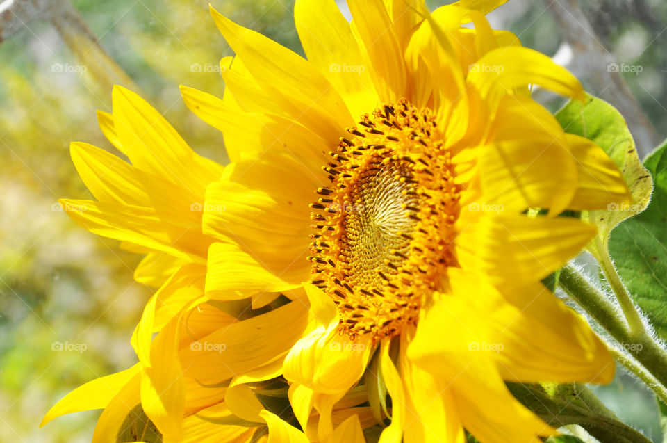 sunny sunflower in ukraine