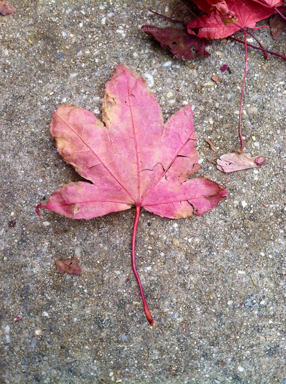 Pink Autumn Leaf