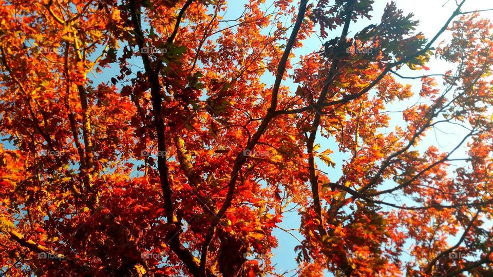 Tree branch during autumn