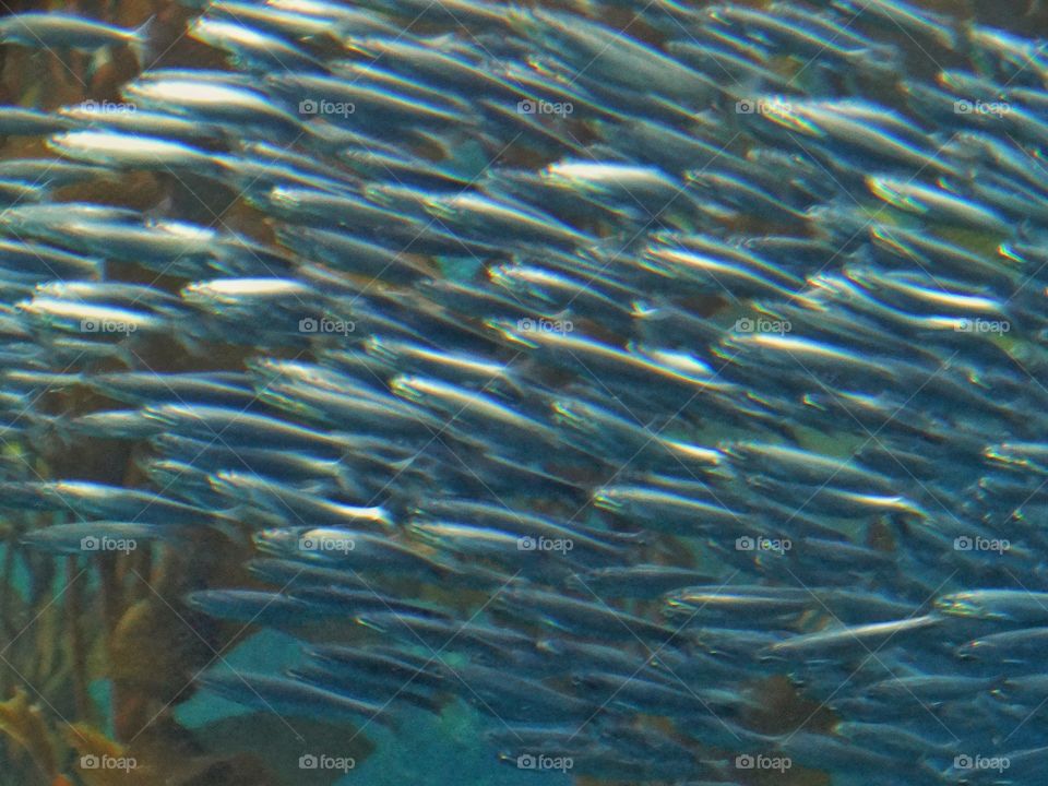 School Of Fish