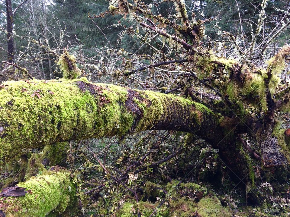 Fallen old growth tree