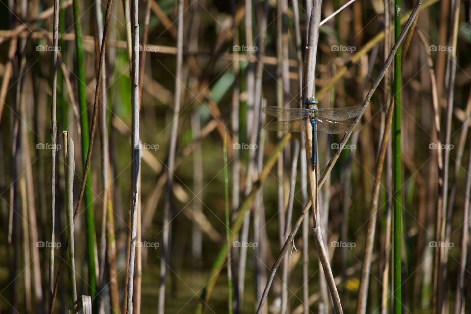 Dragonfly on stem of plant