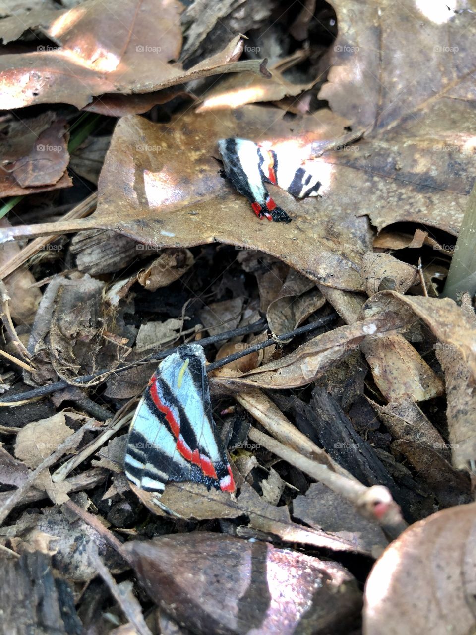 Butterfly wings returning to nature 