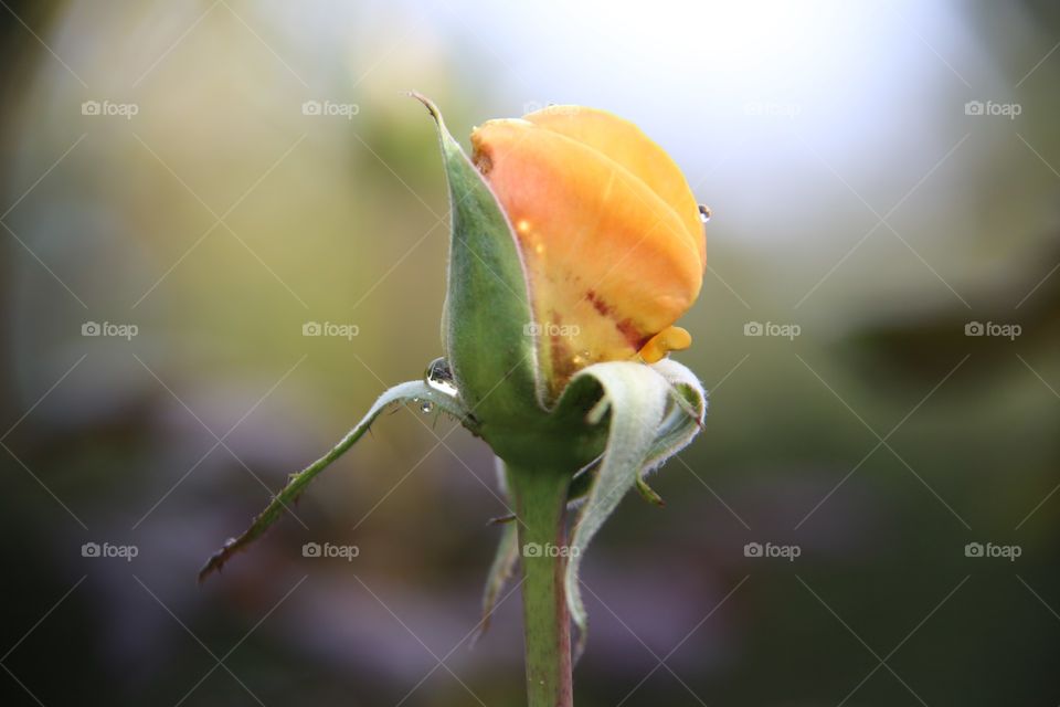half rose