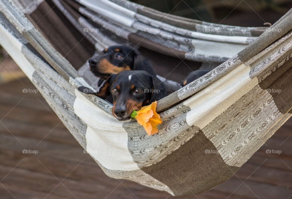 Dog with a flower