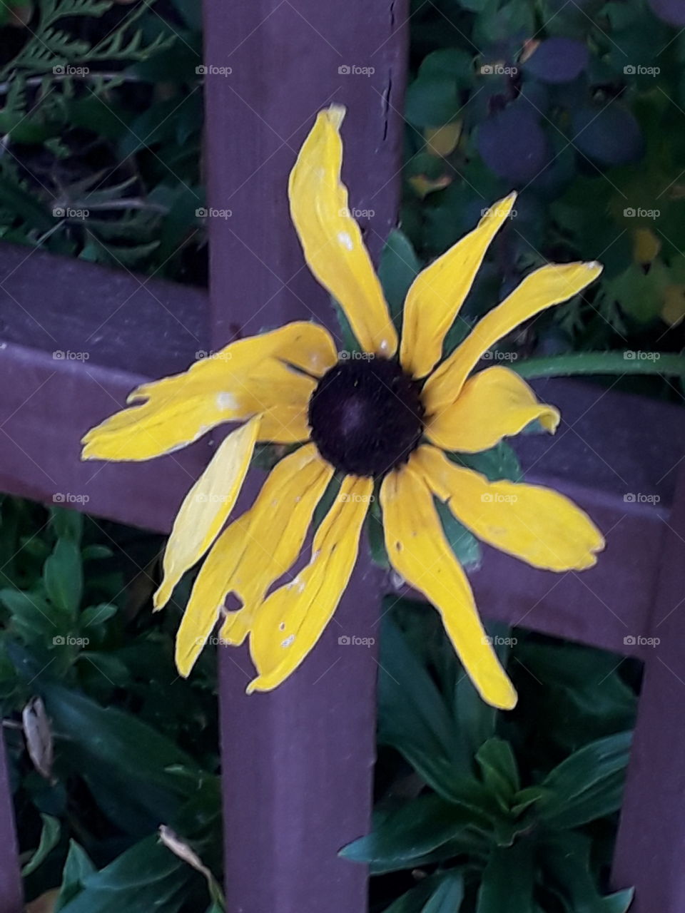 autumn garden -  yellow  rudbekia flower and purple fence