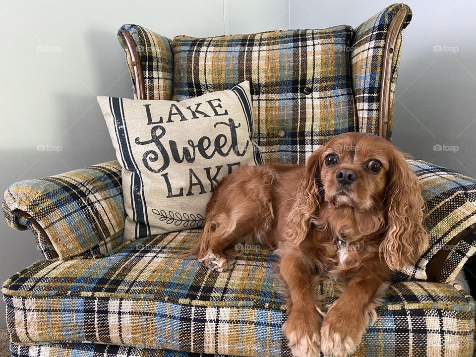 Adorable Cavalier King Charles Spaniel sitting in his favorite chair