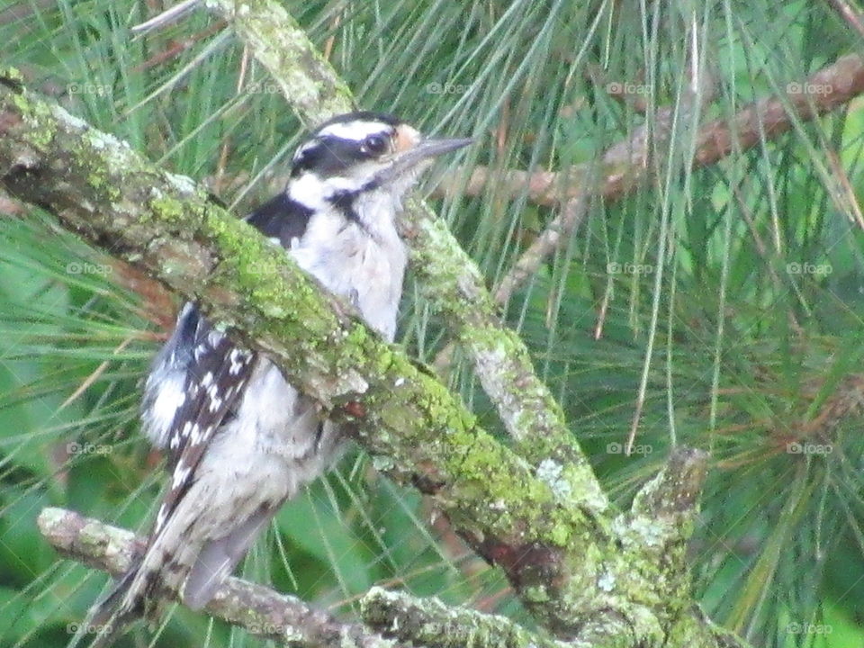 Bird, Wildlife, Nature, Tree, Animal