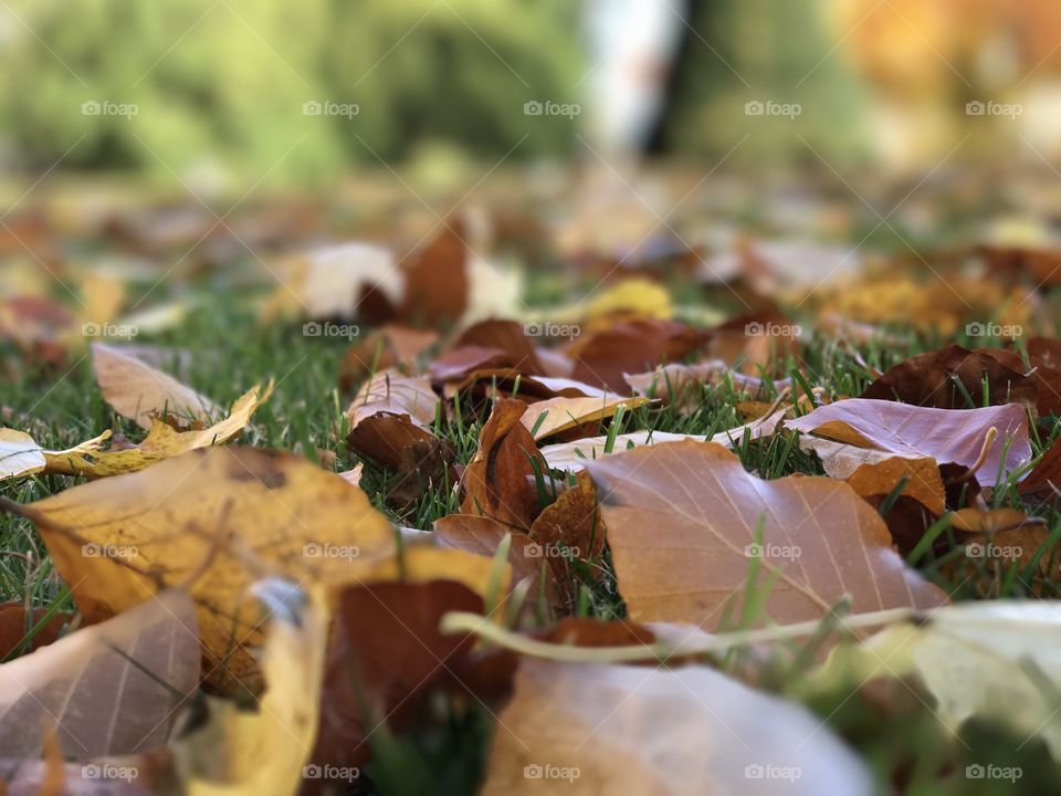 Dry leaves on grassy field during autumn