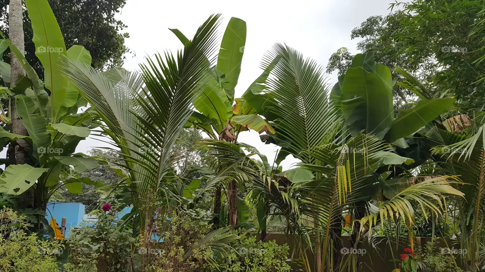 my garden