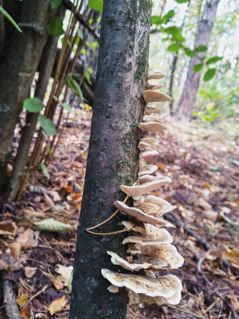 Mushrooms on the tree
