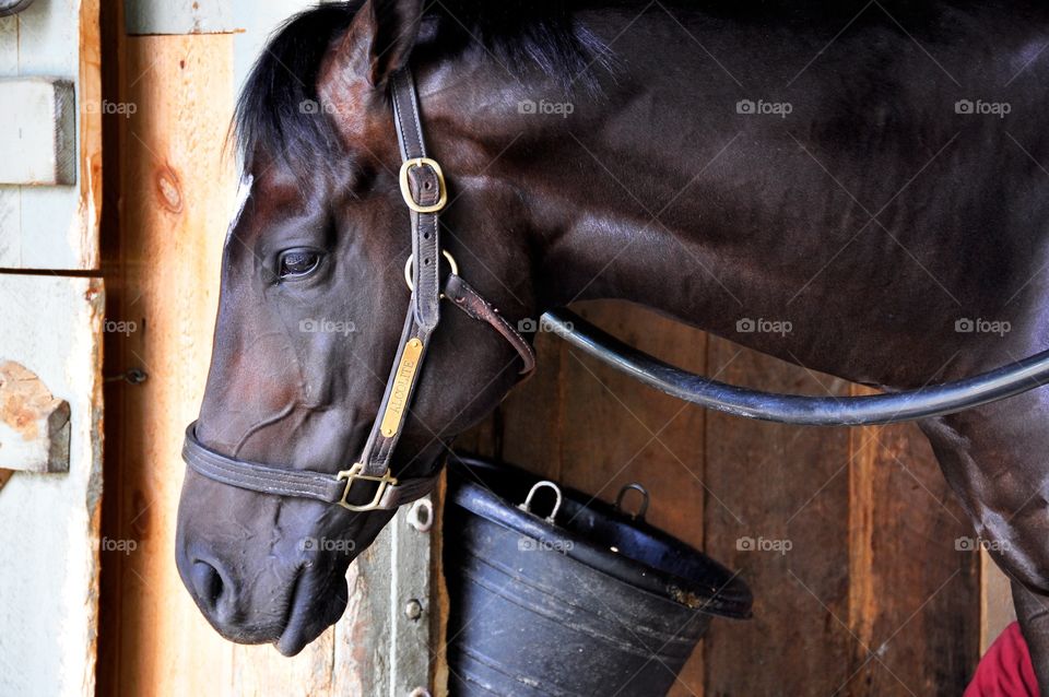 Alcolite. Alcolite, dark brown colt hanging out in his stall after finishing his morning exercise and bath. 
zazzle.com/Fleetphoto