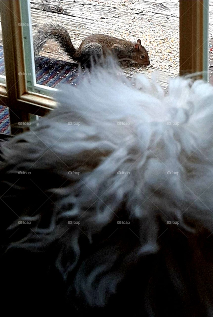 Holly is keeping close eye on squirrel