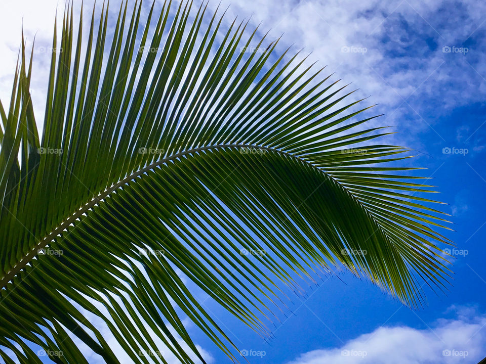 Frond in the sun