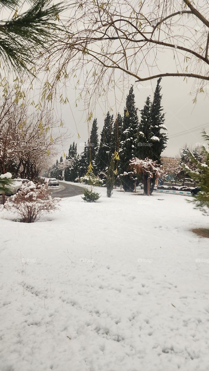 The day after a snowy night