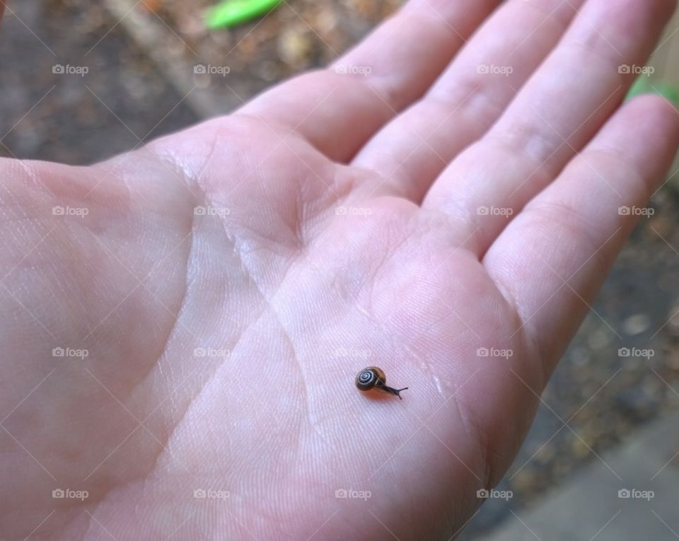 tiny snail. finding a really tiny snail!