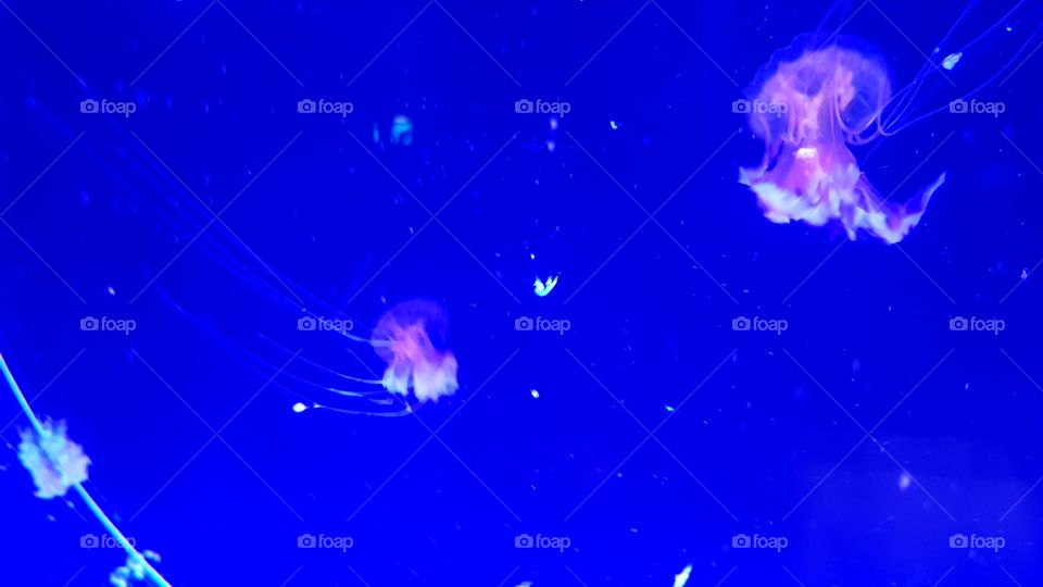 Musée Océanographique de Monaco