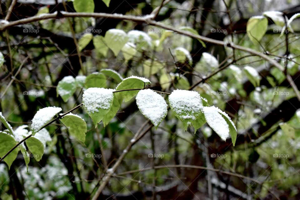 Snow covered leaves on a trail in the woods