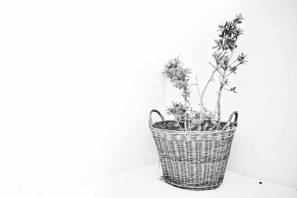 Basket with plant