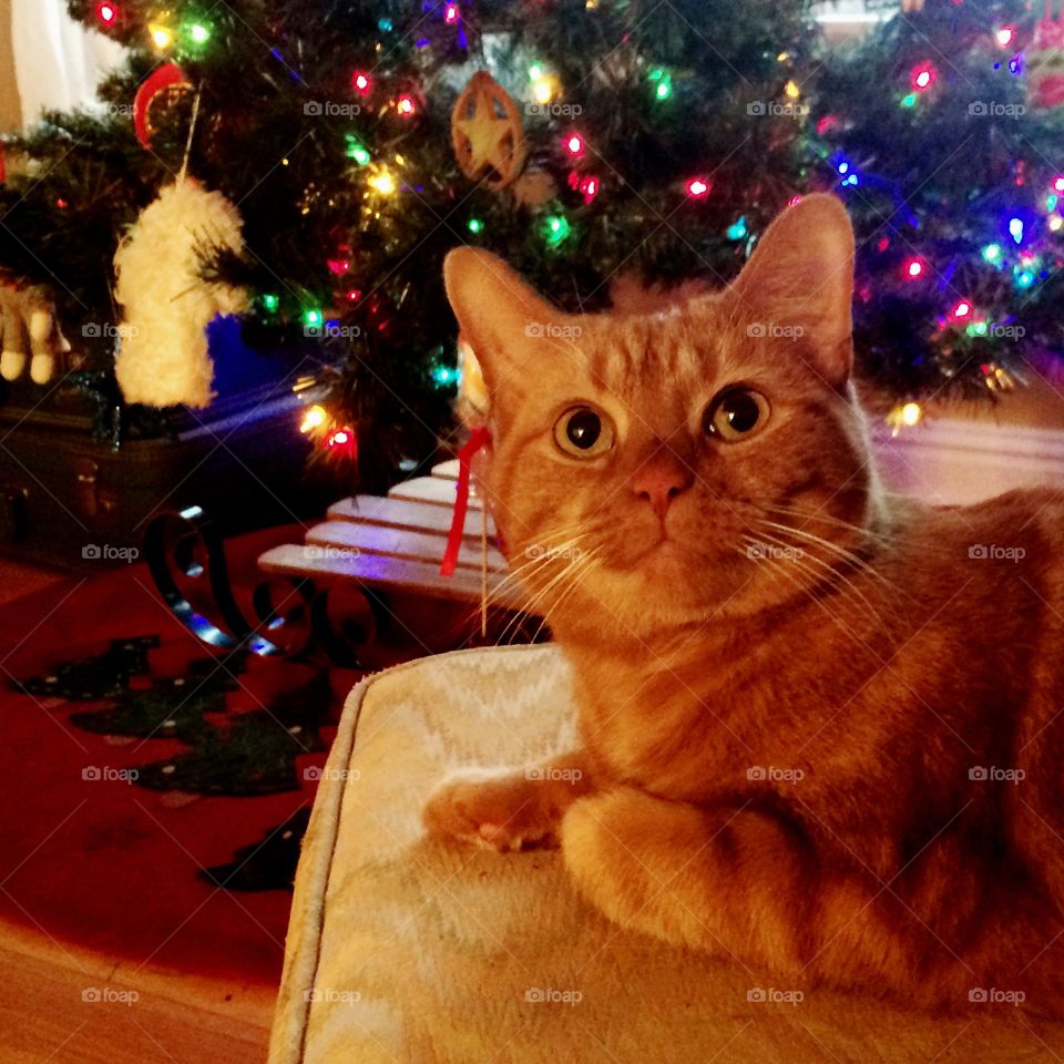 Christmas tree cat