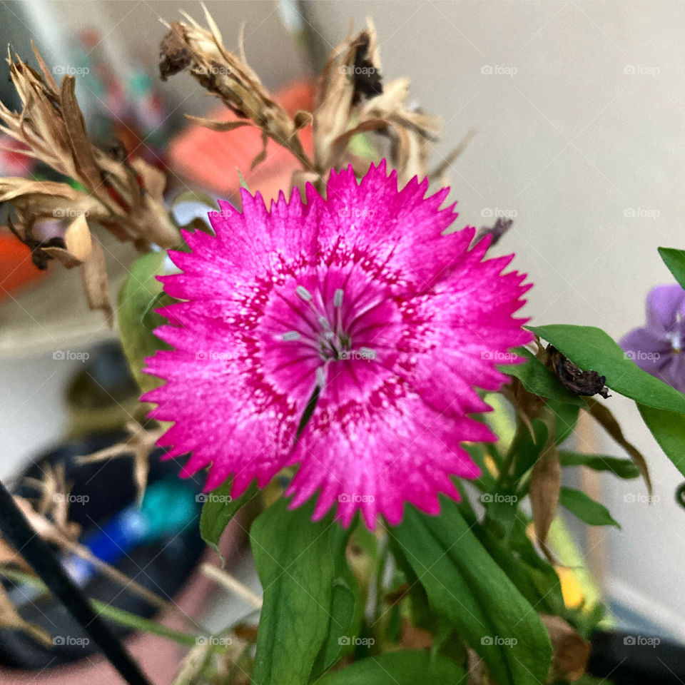 🌹 🇺🇸 Very beautiful flowers to brighten our day.  Live nature and its beauty. Did you like the delicate petals? / 🇧🇷 Flores muito bonitas para alegrar nosso dia. Viva a natureza e sua beleza. Gostaram das pétalas delicadas? 