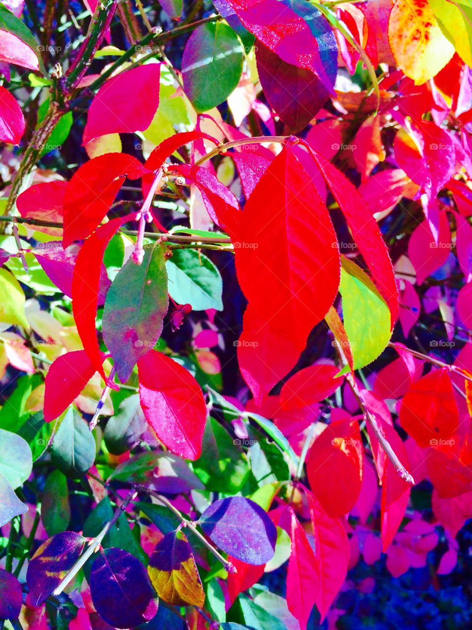 Leaves in Technicolor