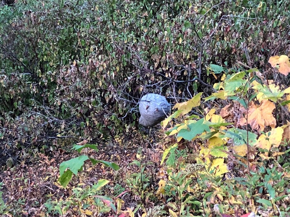 Wasp nest