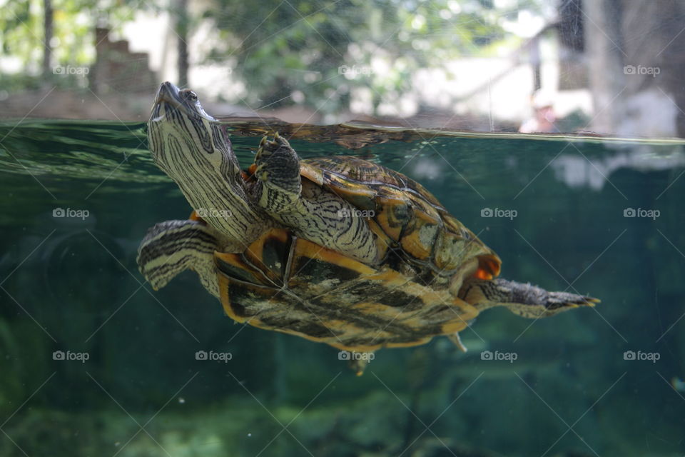 Swim Tortoise