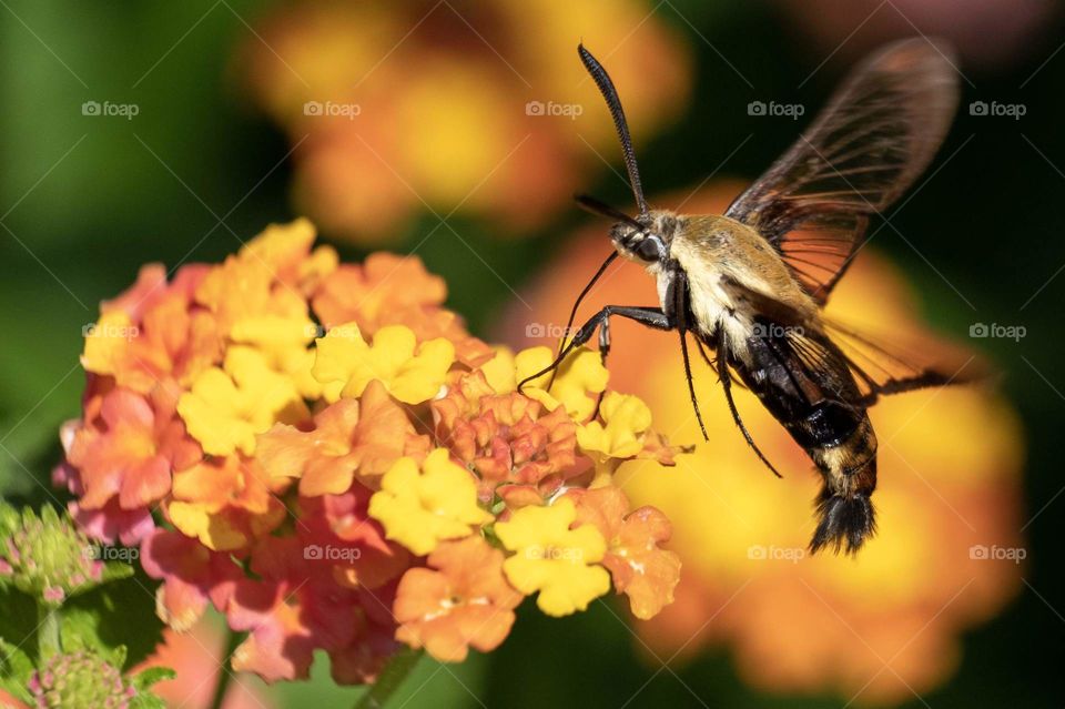 Foap, Flora and Fauna of 2019: A snowberry clearwing, also called a hummingbird moth, enjoys the nectar from the lantana blooms. 