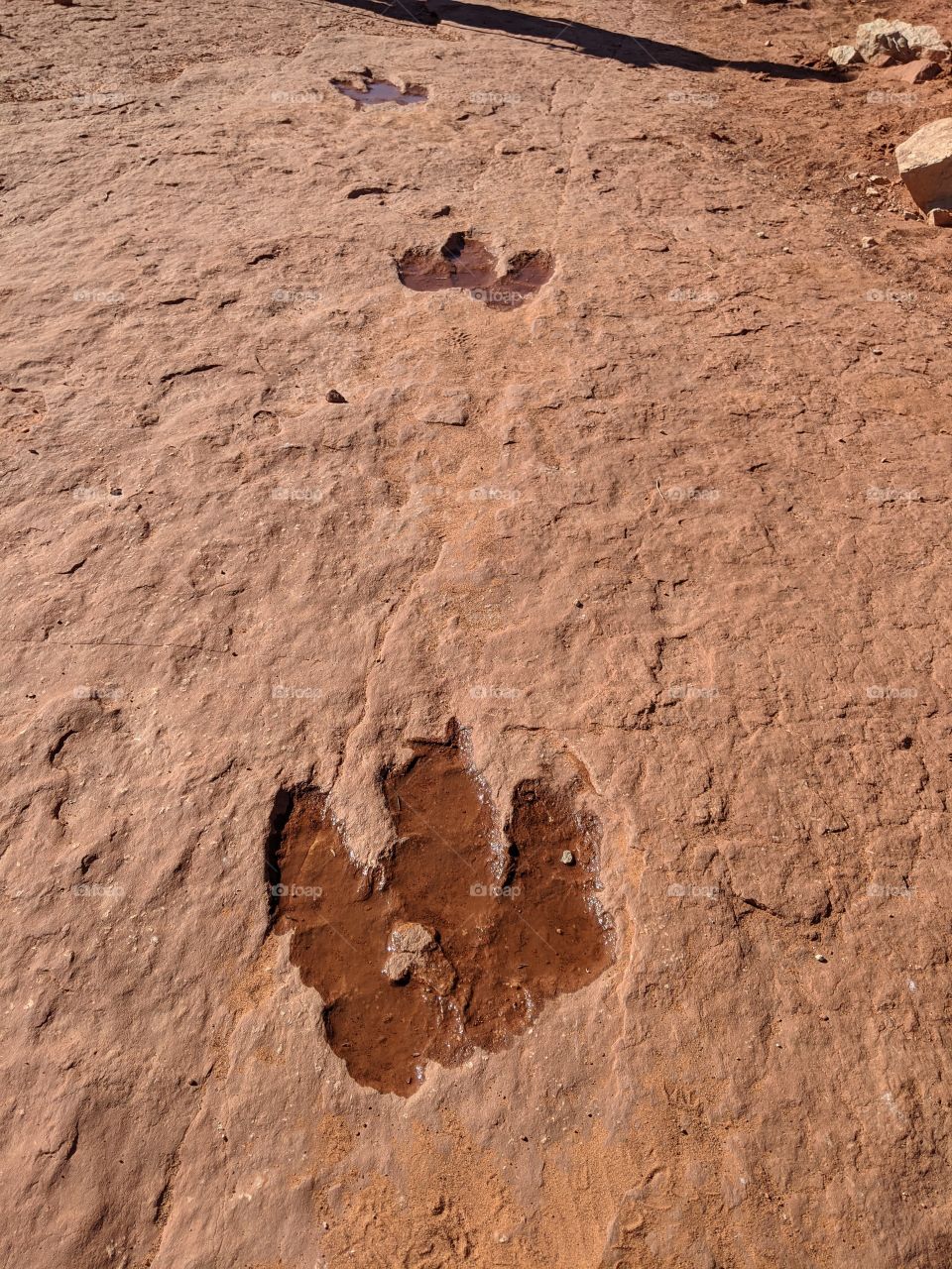 Dinosaur Tracks in Utah
