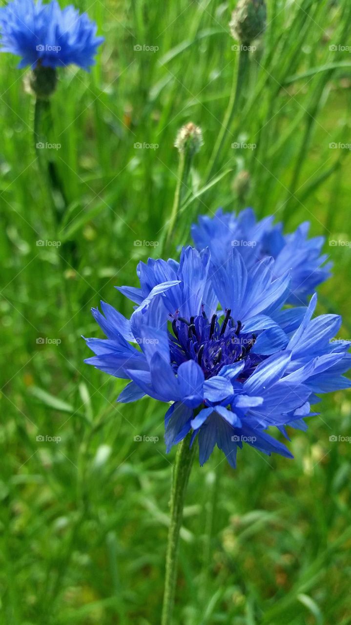 edible blue blossom