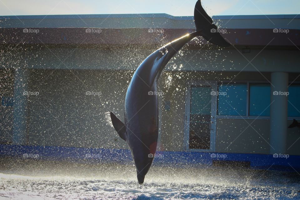Dolphin Jumping In Mid Air