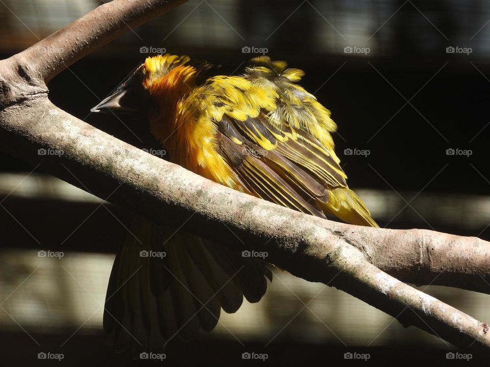 A close up of a bird