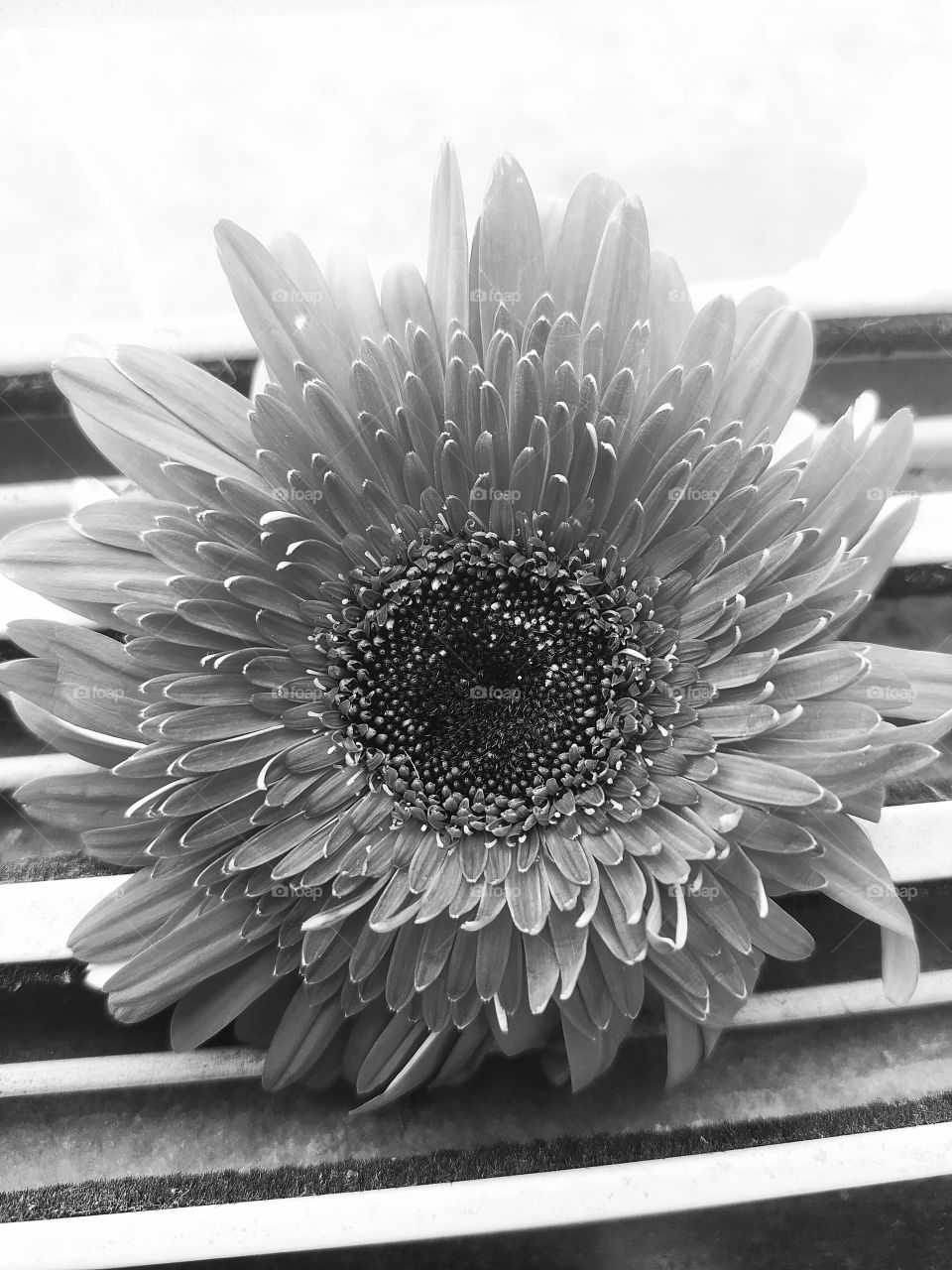 Gerbera Flowers awesome black and white View