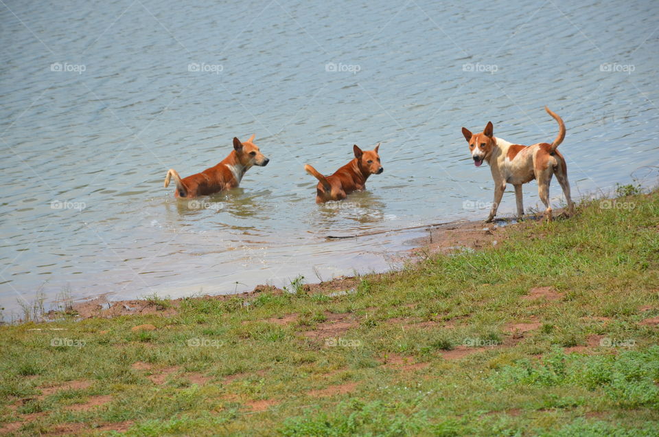 dog bathing ghat