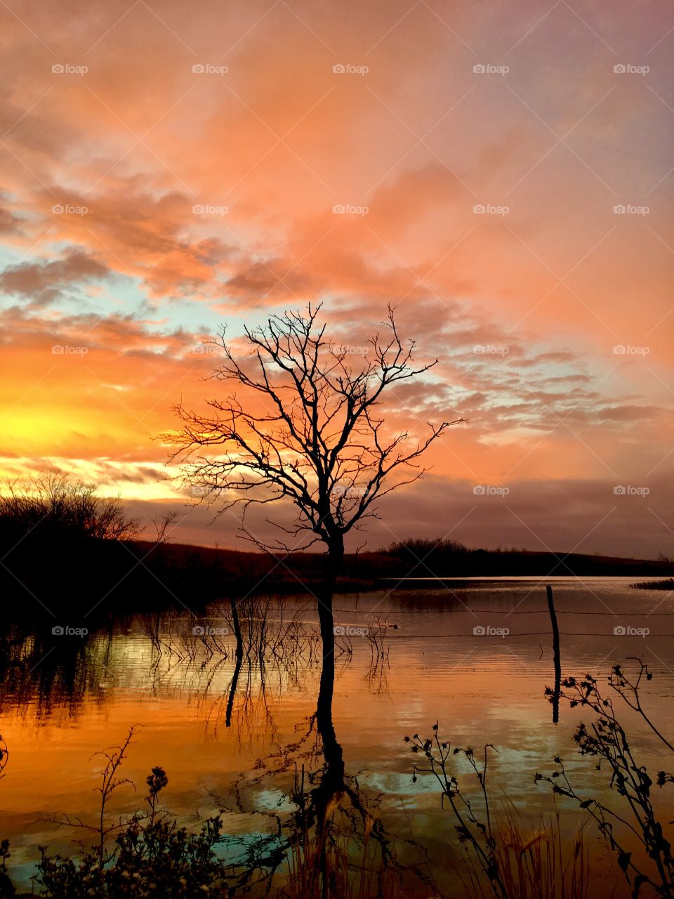 Reflection of a lone  tree 