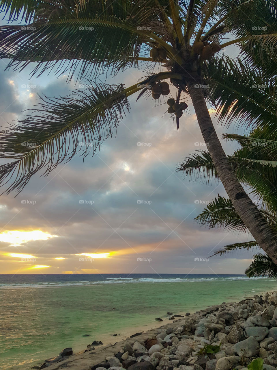 palm tree sunrise cloudy sky