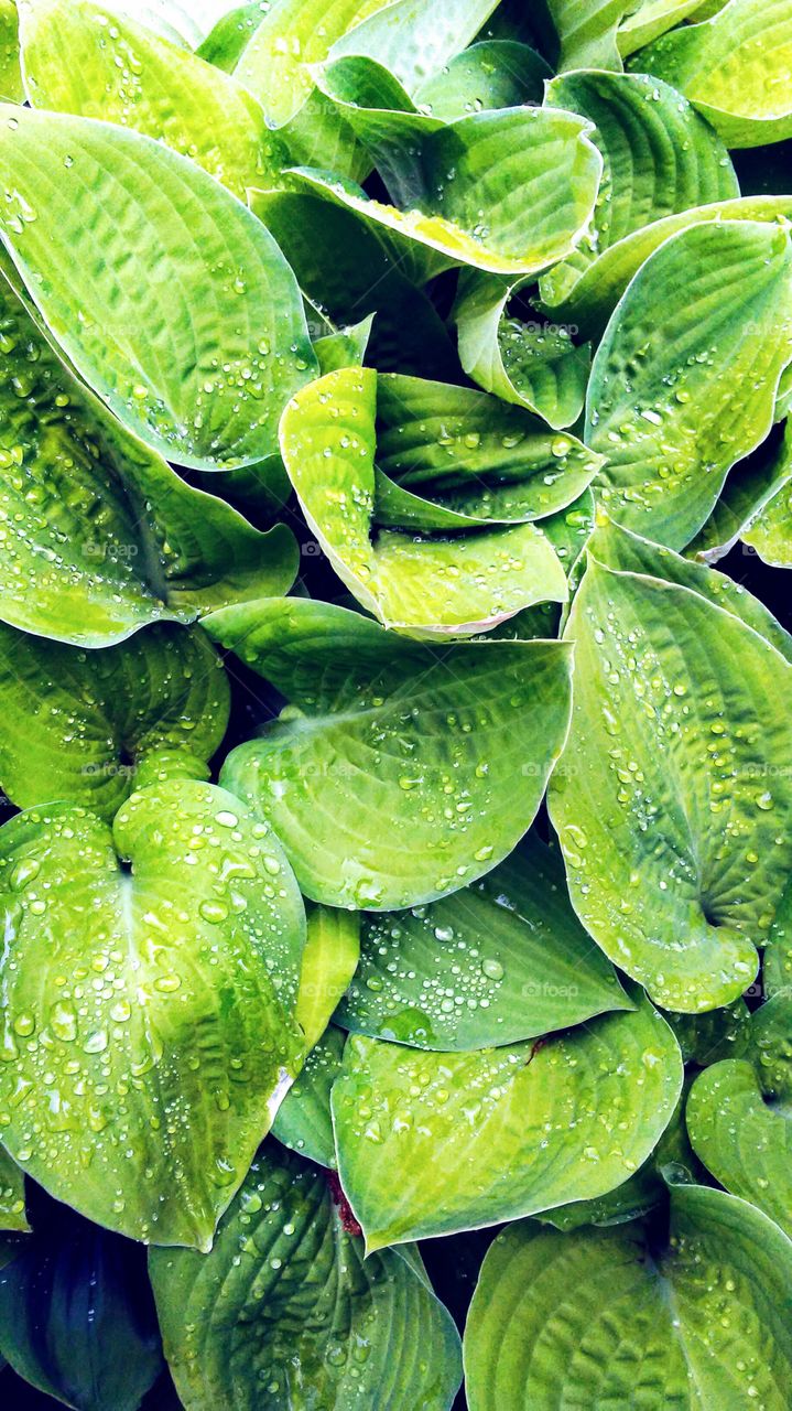 spring. fresh. green